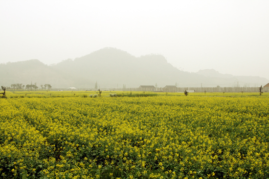 慈城油菜花观赏基地